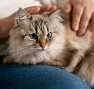 Desde Chipre hasta tu hogar: El viaje de la domesticación de los gatos.