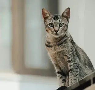 Los egipcios veían a los gatos como dioses.