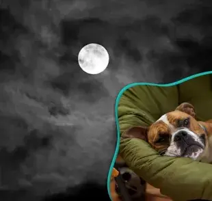 ¿Por qué dicen que la luna les afecta a los perros?