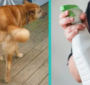 Prepara estas tres soluciones para eliminar el mal olor a orina de perro y desinfectar tu casa