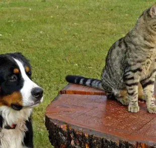 ¿Quiénes reconocen mejor su nombre, los perros o los gatos?