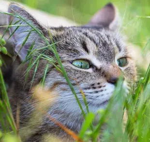 Tipos de hierba de gato: hierbas seguras para tu minino