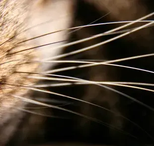 Los bigotes de gato: esenciales para su vida diaria