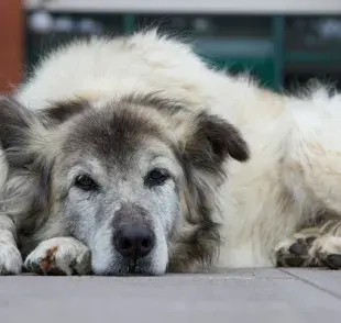 Los perros mayores se pueden fracturar por una caída.