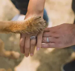 En Estados Unidos, tu perro puede ser tu testigo de boda.