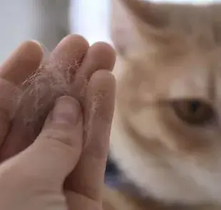 La alopecia en gatos puede ser causada por una variedad de factores, tanto físicos como psicológicos.