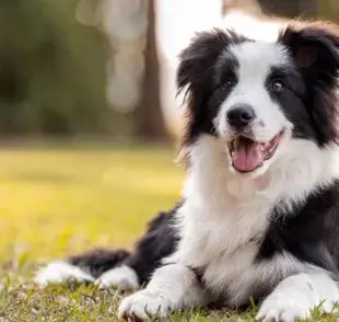 El Border Collie es frecuentemente mencionado como la raza más inteligente del mundo.