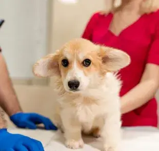 Uno de los primeros indicios de que tu perro podría tener parásitos es un cambio en su apetito.