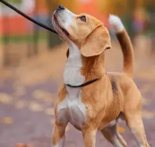 La cola es el lenguaje no verbal por excelencia de los perros. 