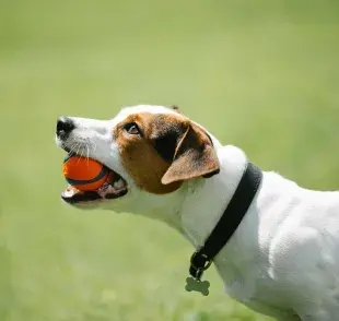 Apretar el collar de tu perro puede ocasionarle problemas de salud.