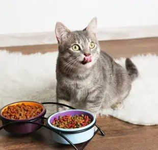 La alimentación de un gato es esencial para su bienestar y longevidad.