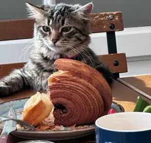 Nunca debes darle de comer comida para perro a tu gato, pues les hace daño.