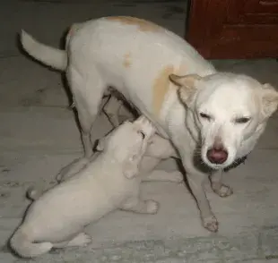 Cuánto tiempo debe un cachorro tomar leche de su mamá