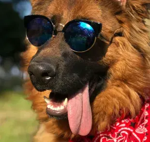 La clave para que tu perro no pierda los dientes es la prevención.