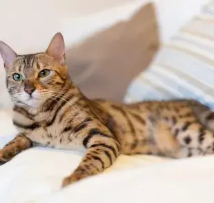 Uno de los gatos domésticos que más se asemeja a un tigre es el gato Bengalí.