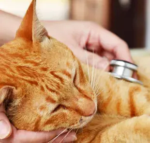 La diabetes mellitus en gatos se caracteriza por una insuficiencia del páncreas para producir suficiente insulina.