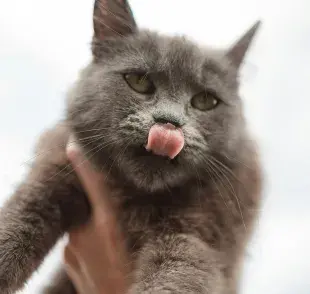 Los gatos muerden el pelo de sus dueños en señal de atención.