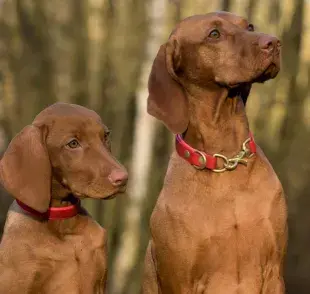 Los perros sí pueden ser infértiles, pero hay tratamientos para revertirlo.