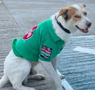 Mailo no es un perro cualquiera; es un trabajador fiel en una gasolinera local.