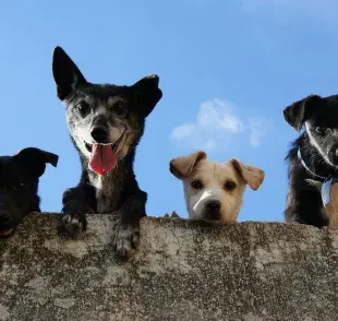 La protección animal es clave para mejorar la sociedad.