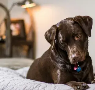 La obesidad en perros ocasiona problemas de salud.