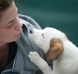 Los perros pueden oler hasta 20 kilómetros a la redonda. 