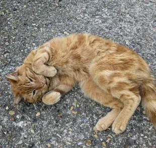 La panza es una área sensible del gato. 