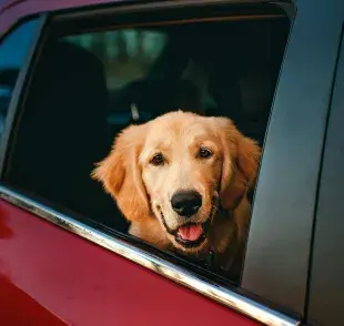 Para disfrutar el viaje en coche con tu perro no le des de comer dos horas antes