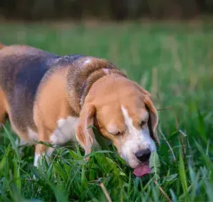 La mayoría de los veterinarios coinciden en que comer pasto no es perjudicial para los perros