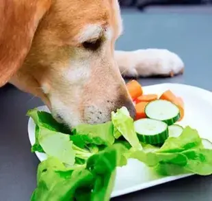 La nutrición es una parte fundamental del bienestar y la salud de tu perro. 