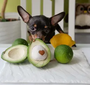 El principal problema de la palta para los perros es una toxina llamada persina.