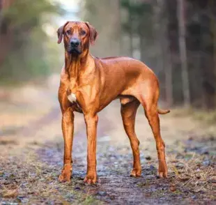 El Crestado Rodesiano, conocido también como el “perro león africano”