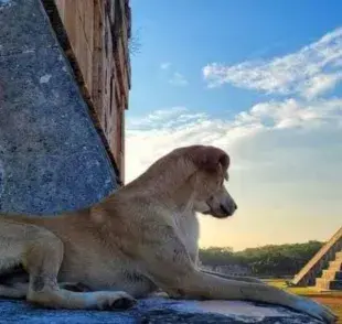 Los perros que habitan Chichén Itzá no son perros domésticos en el sentido tradicional.