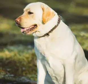 Los Labradores son conocidos por su amor por la comida y su tendencia a la obesidad.