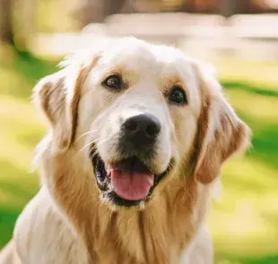 El hipo es una condición curiosa que también puede afectar a los perros, al igual que a los humanos. 