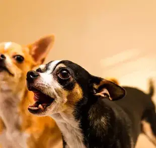 El origen del dicho tiene raíces en la observación del comportamiento canino.