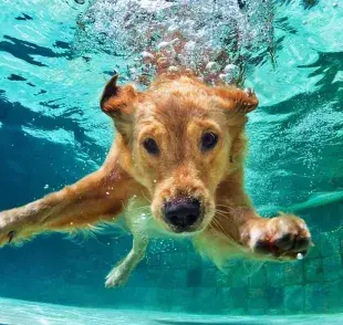 Dentro del grupo de razas que aman el agua, los retrievers destacan como los más entusiastas.