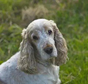 La artritis afecta a los perros mayores.