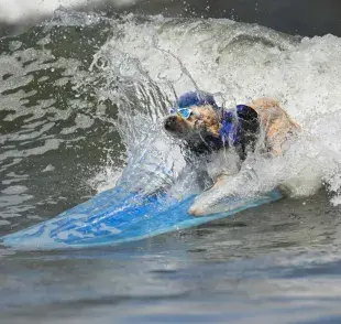 El campeonato Mundial de Surf Canino fue en agosto. Foto: X./El Universal