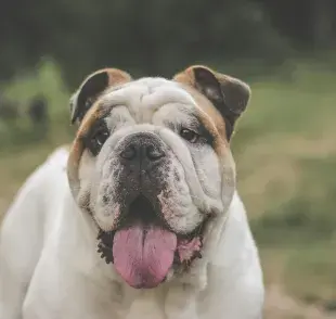 Los probióticos mejoran la salud intestinal de los perros. 