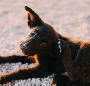 Un síntoma de ácaros en perro es que se rascan mucho.