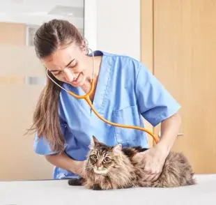 La frecuencia respiratoria se refiere al número de respiraciones que un animal realiza en un minuto. 