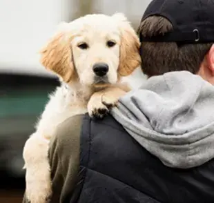 Tradicionalmente, las mascotas han sido consideradas como propiedad personal desde el punto de vista legal.