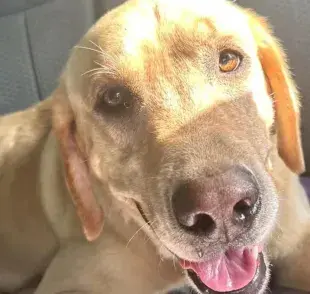 Waylon, un labrador retriever de pelaje dorado, vivía en las calles de una pequeña ciudad en el sur de Estados Unidos. 