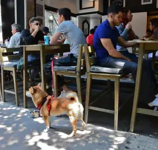 Fui con mi perro a un restaurante y esto funcionó para que estuviera tranquilo