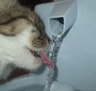 ¿De qué material debo escoger la fuente de agua para mi gato? 