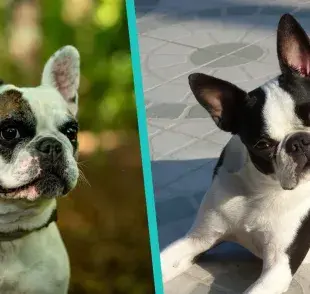 ¿Sabes diferenciar al Bulldog Francés del Boston Terrier? Aprende cómo aquí.