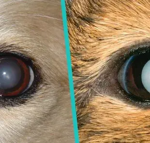 Estas son las señales de que tu perro puede tener cataratas en los ojos 