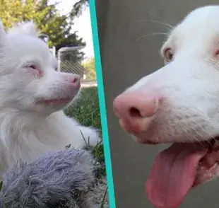 Esto es todo lo que debes saber sobre los perros albinos