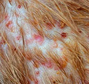 ¿Qué es la foliculitis en perros? Aprende a identificar los síntomas.